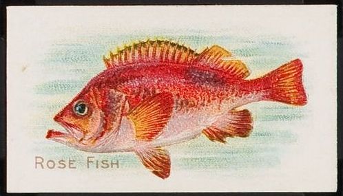 T58 Rose Fish.jpg